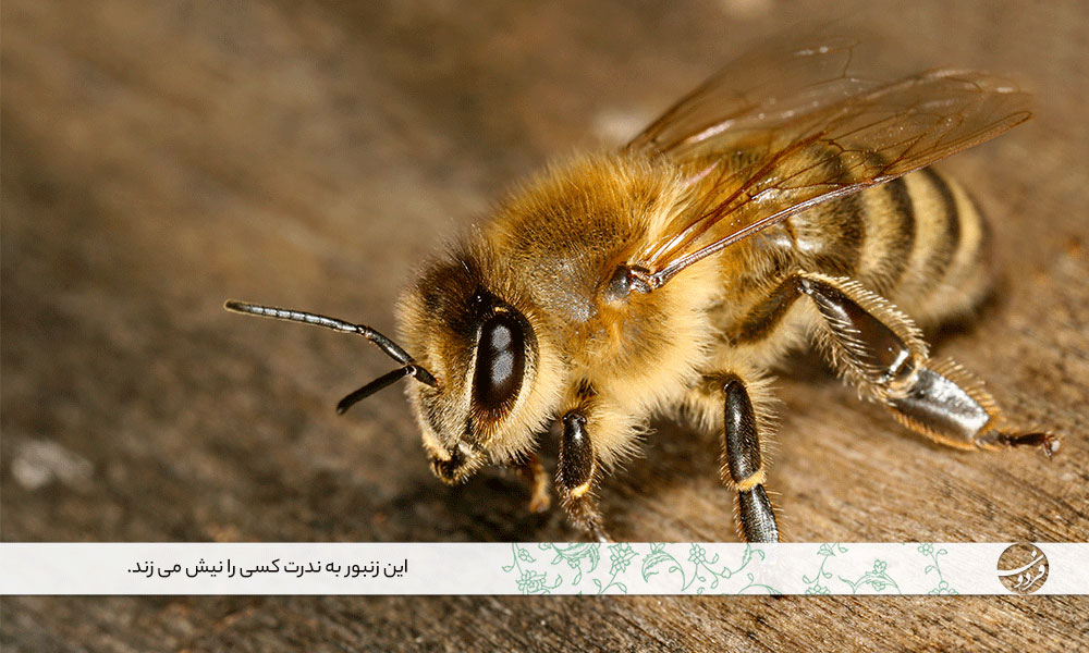 زنبور-عسل-نژاد-کارنیولاین