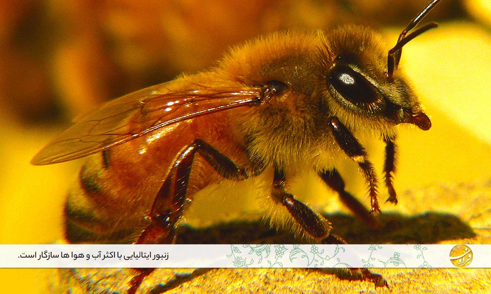 زنبور-عسل-نژاد-ایتالیایی