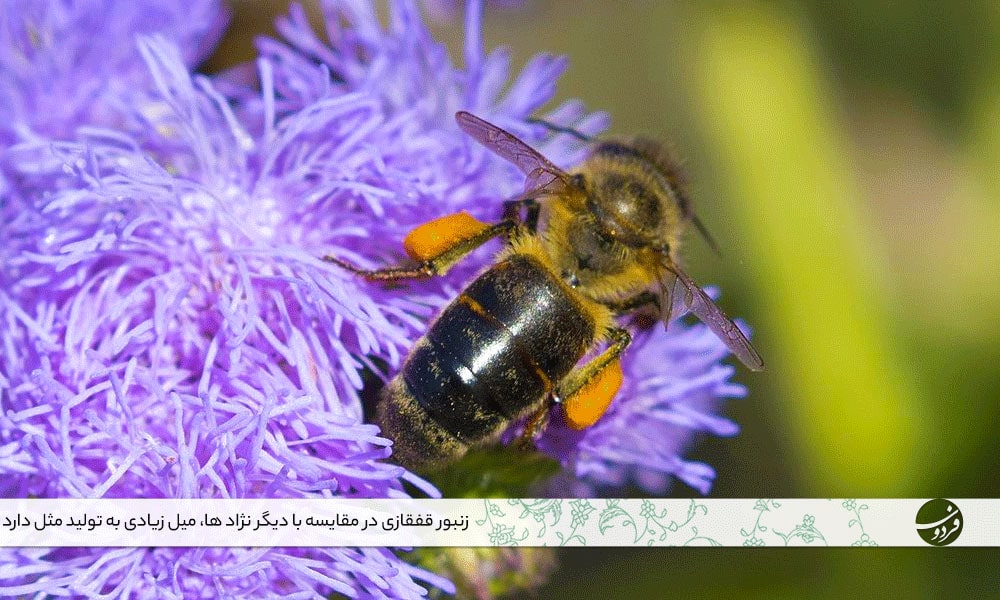 زنبور-عسل-نژاد-قفقازی-زندگی-زنبور-عسل
