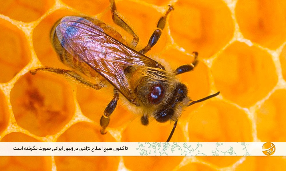 زنبور-عسل-نژاد-ایرانی-زندگی-زنبور-عسل