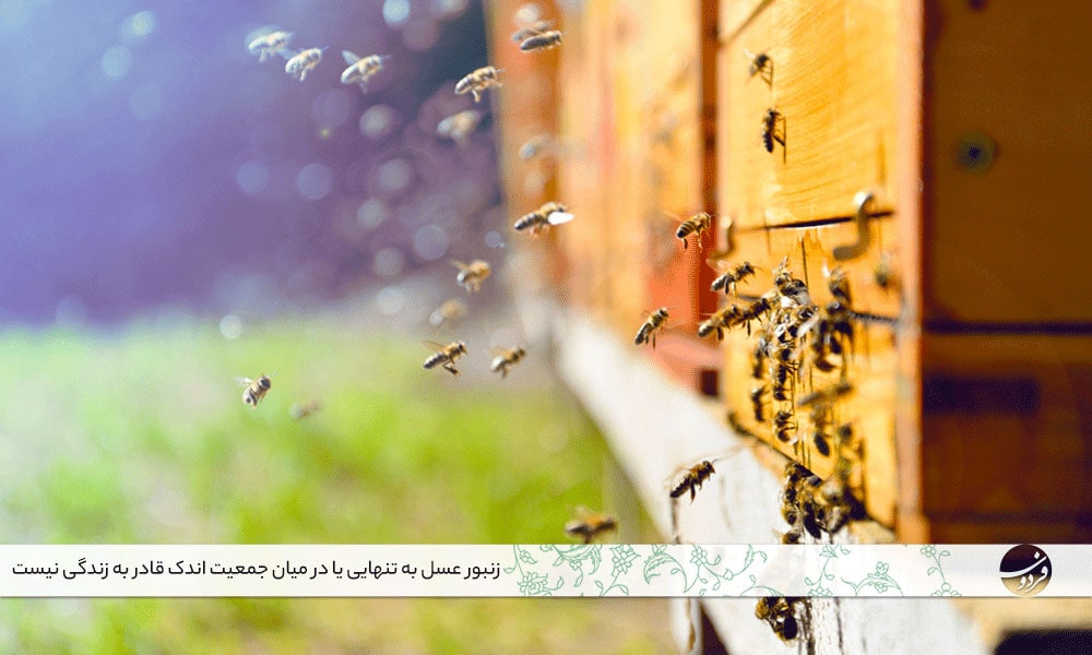 زندگی زنبور عسل - انواع نژادزنبورعسل
