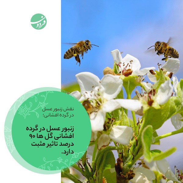 نقش-زنبور-عسل-در-کشاورزی-زندگی-زنبور-عسل